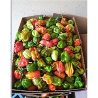 Hot Pepper
