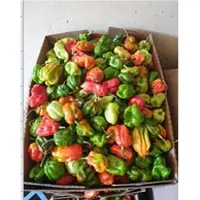 Hot Pepper