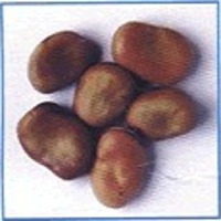 Broad beans