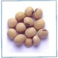 Soybean