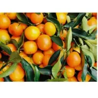 Fresh Orange