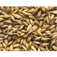 Wheat