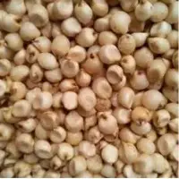 White Jowar