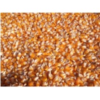 Maize Seed