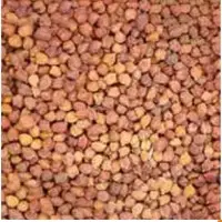 Black Chickpeas