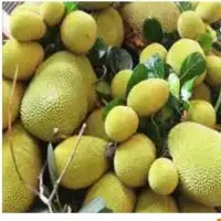 Jack Fruit