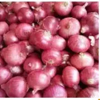 Fresh Onion