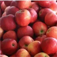 Fresh Apple