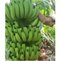 Fresh Banana