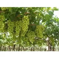 Fresh Grapes