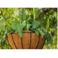 Coir Pots