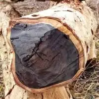 Ebony Wood Logs