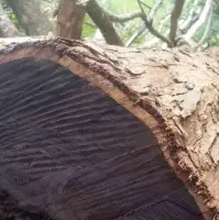 Black Wood Logs