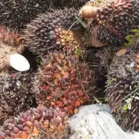 Crude Palm Oil