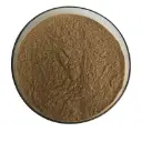 Ginkgo Biloba Extract