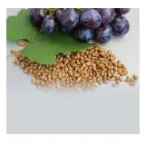 Grape Seed Extract