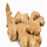 Ginger