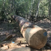 French Oak Logs