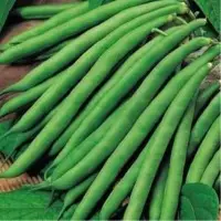 Beans
