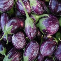 Brinjal