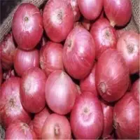Onion