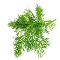 Dill
