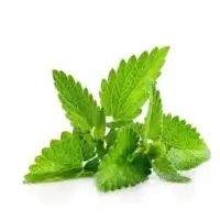 Mint Leaves (Pudina)
