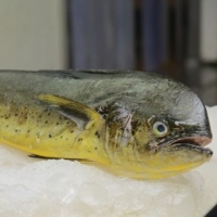 Mahi Mahi Fish By Ocean Fresh Pvt Limited Supplier From Sri Lanka Product Id 1181260