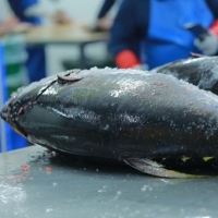 Tuna - Whole