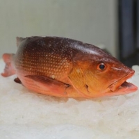 Red Snapper