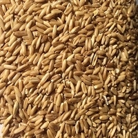 Hulled Oat