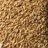 Hulled Oat