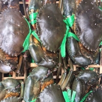 Mud Crabs (live/fresh/frozen)