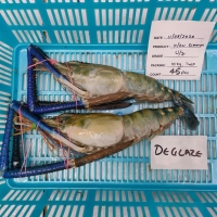 River Prawn/scampi (live/fresh/frozen)