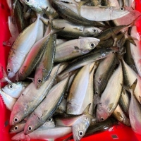 Indian Mackerels