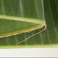 Banana Leaf