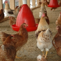 Natural Zeolite For Feeding