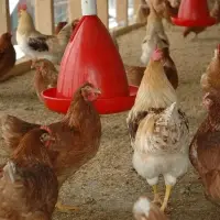 Natural Zeolite For Feeding