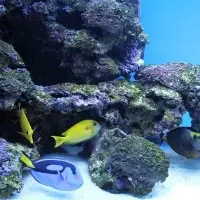 Natural Zeolite For Water Aquariums