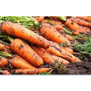 Carrot