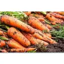 Carrot