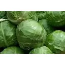Cabbage