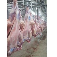 Chilled Lamb Full Carcass
