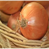 Onion
