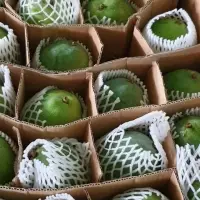 Tropical Fruits