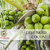 De- Husked Coconut