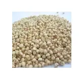 Sorghum ( Jwar )