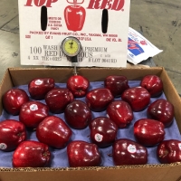 Fresh Apples