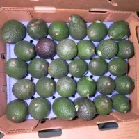 Fresh Avocados