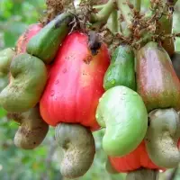 Raw Cashew Nut in Shell